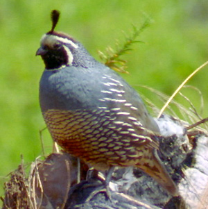 The Quail - Animals of the Bible
