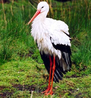 Bird Stork