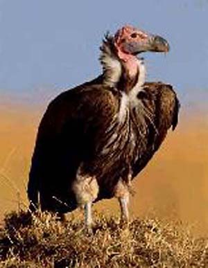 Images Of Vultures